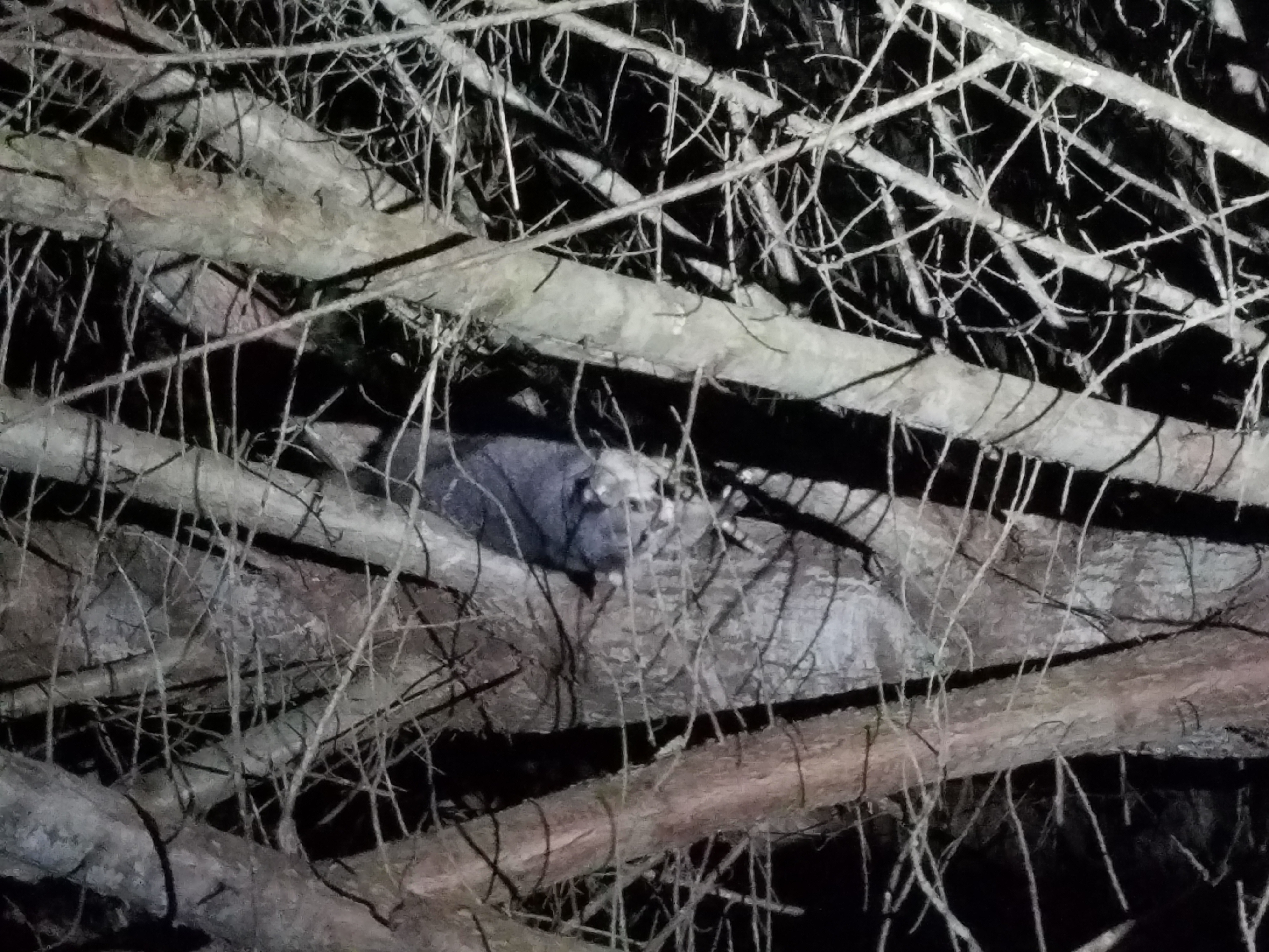 Name:  possum tree 01.jpg
Views: 196
Size:  3.00 MB
