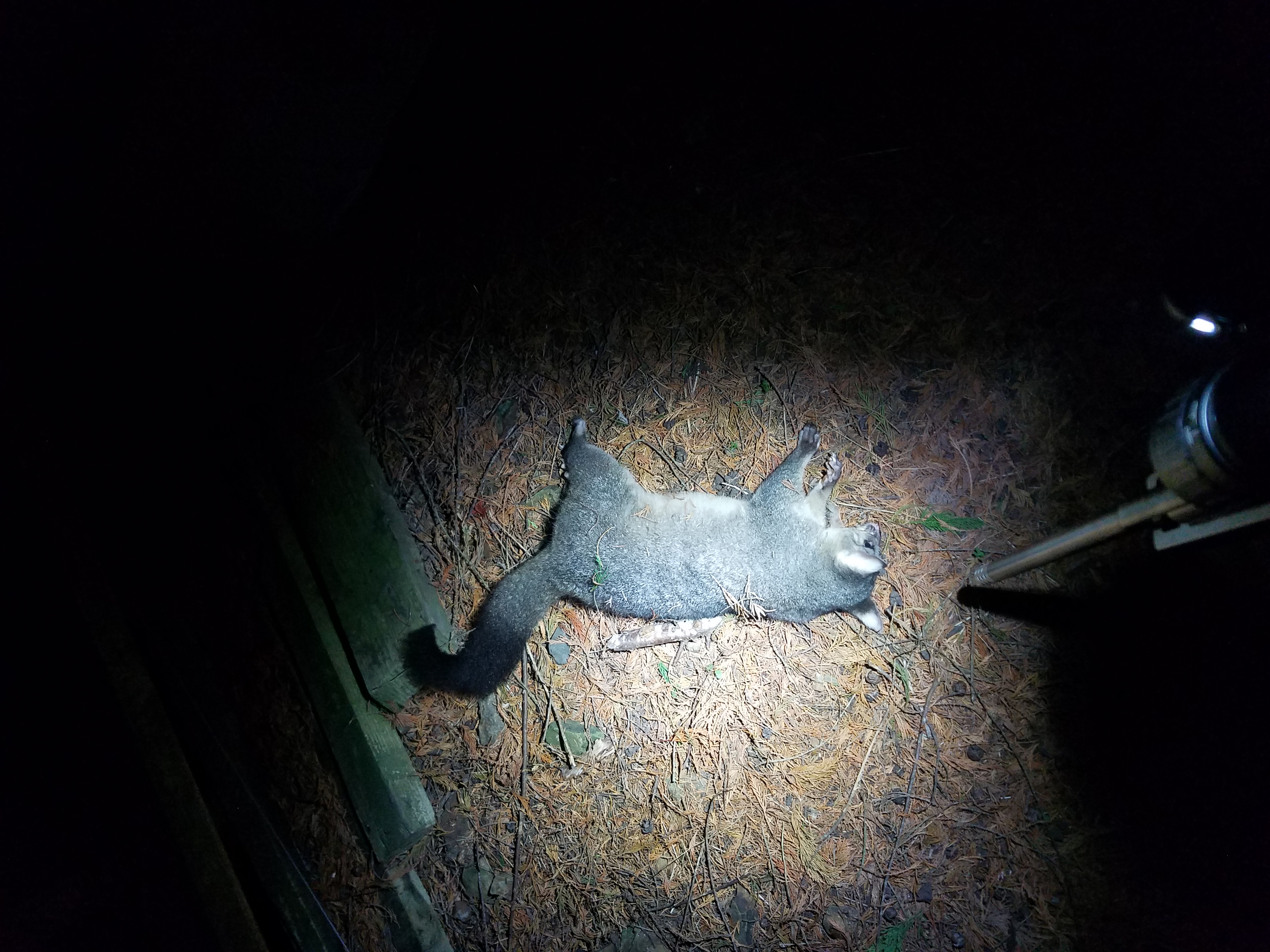 Name:  possum 01.jpg
Views: 187
Size:  3.30 MB