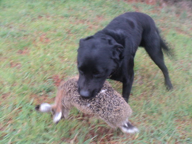 Name:  picture 01 4074.jpg
Views: 246
Size:  163.1 KB