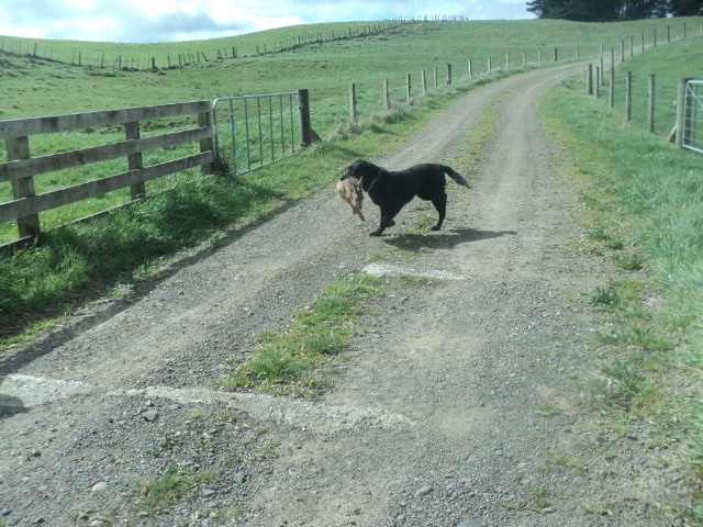 Name:  picture 01 4104.jpg
Views: 265
Size:  164.0 KB