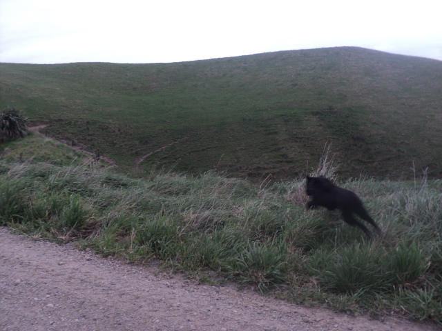 Name:  picture 01 4130.jpg
Views: 208
Size:  163.5 KB