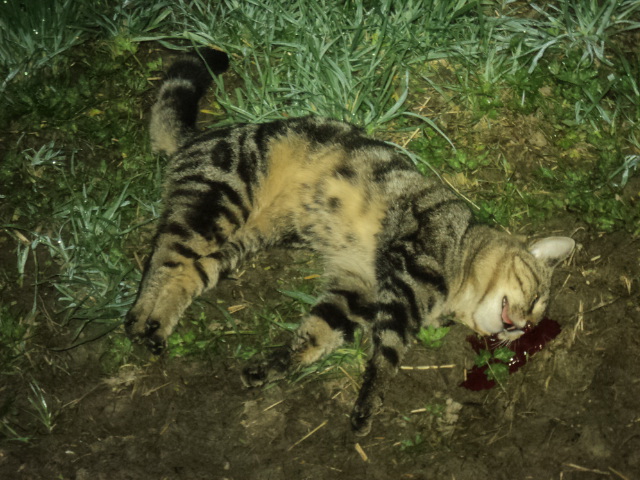 Name:  picture 01 4155.jpg
Views: 341
Size:  164.9 KB