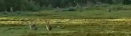 Name:  bunnies2.jpg
Views: 202
Size:  53.8 KB