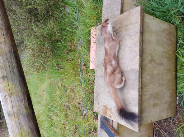 Name:  Stoat Double Box.jpg
Views: 240
Size:  71.2 KB