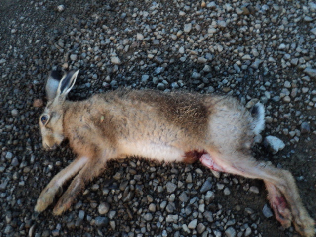 Name:  picture 2781.jpg
Views: 294
Size:  165.3 KB