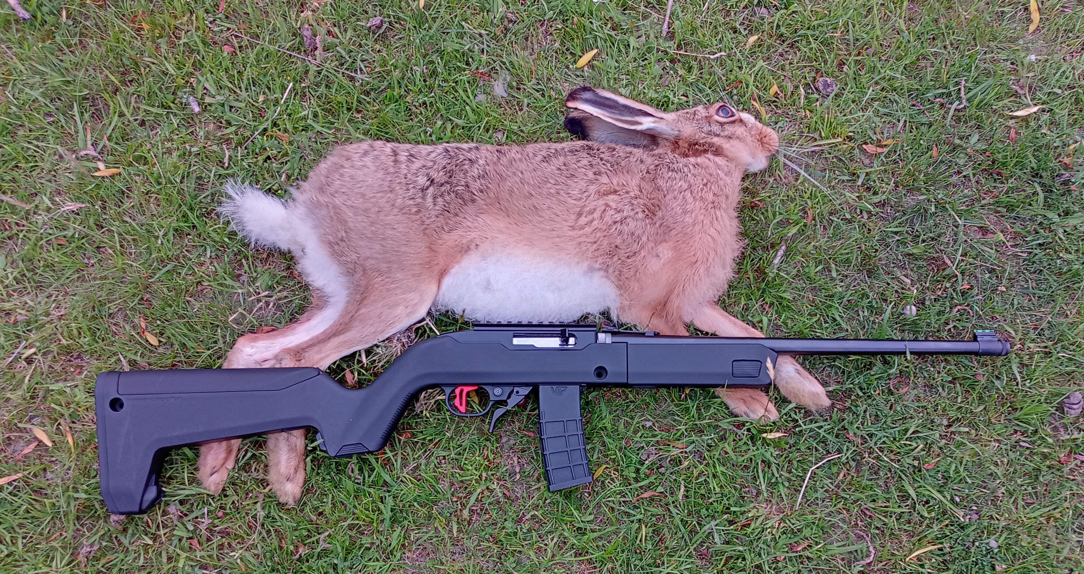 Name:  Hare down cropped.jpg
Views: 488
Size:  2.57 MB