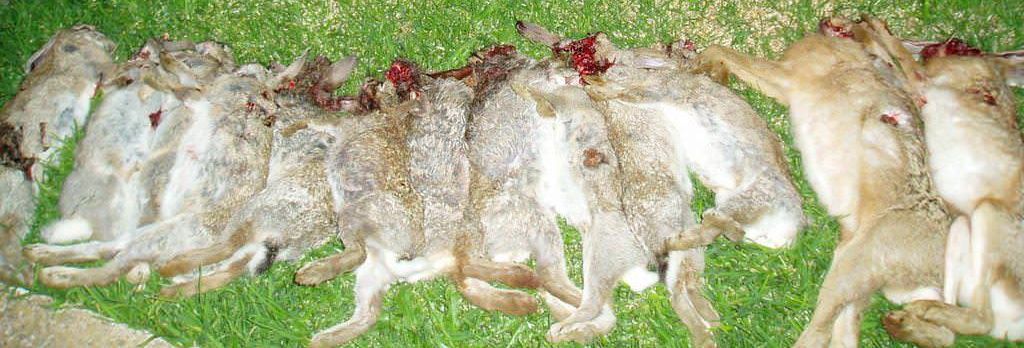 Name:  RED Rabbits Sml.jpg
Views: 319
Size:  93.6 KB