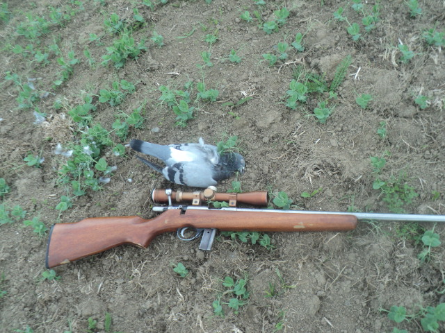 Name:  picture 01 4531.jpg
Views: 311
Size:  164.3 KB