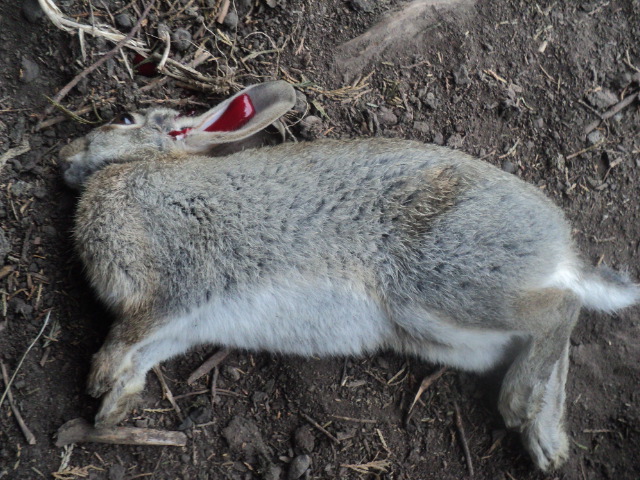 Name:  picture 01 4539.jpg
Views: 293
Size:  164.2 KB