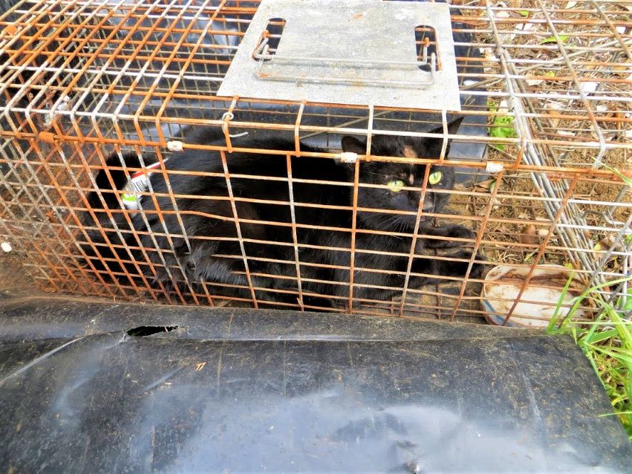 Rabbits caught in Timms - Predator Control strategy - TRAP.NZ Forums