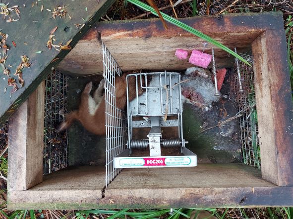 Name:  Stoat.jpg
Views: 309
Size:  80.8 KB