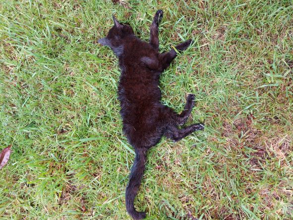 Name:  Cat Black.jpg
Views: 270
Size:  117.2 KB