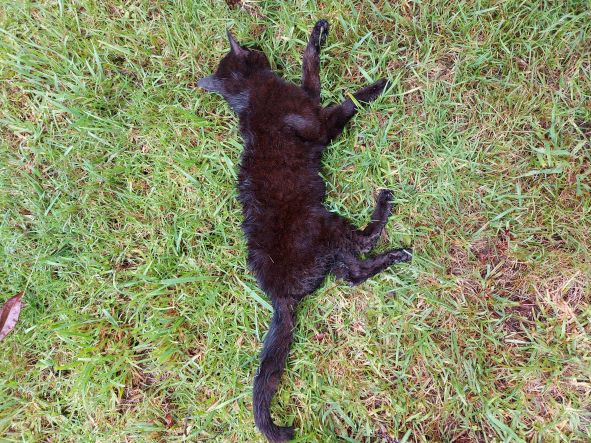 Name:  Cat Black.jpg
Views: 316
Size:  117.2 KB