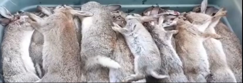 Name:  RED Bunny Sesh SML.jpg
Views: 330
Size:  42.0 KB