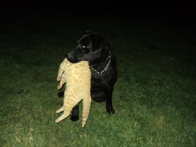 Name:  picture 01 5478.jpg
Views: 356
Size:  164.7 KB