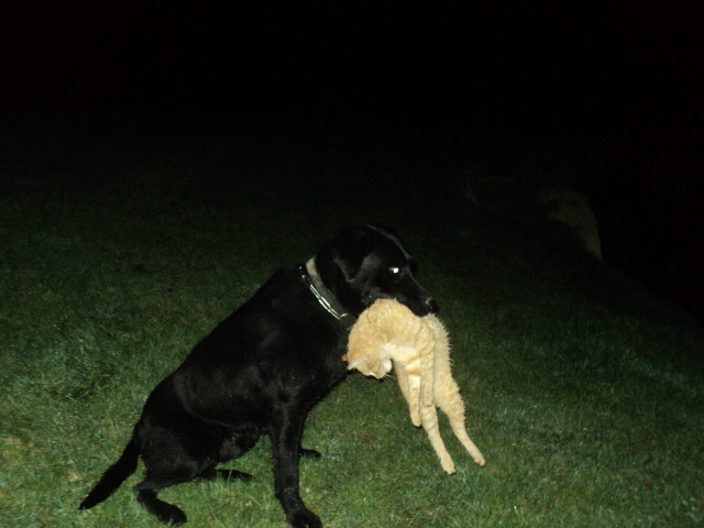 Name:  picture 01 5479.jpg
Views: 354
Size:  162.7 KB