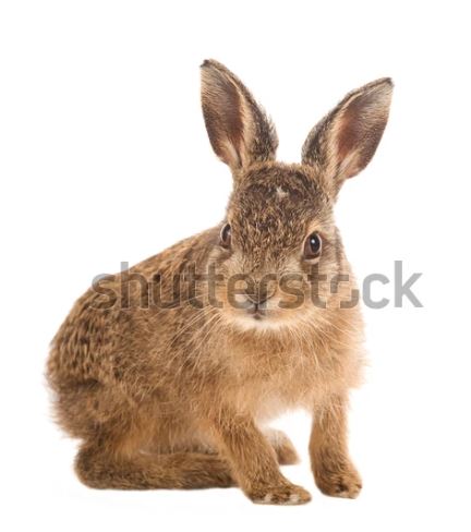 Name:  hare.JPG
Views: 202
Size:  30.6 KB