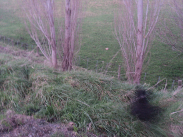 Name:  picture 01 5704.jpg
Views: 243
Size:  164.2 KB