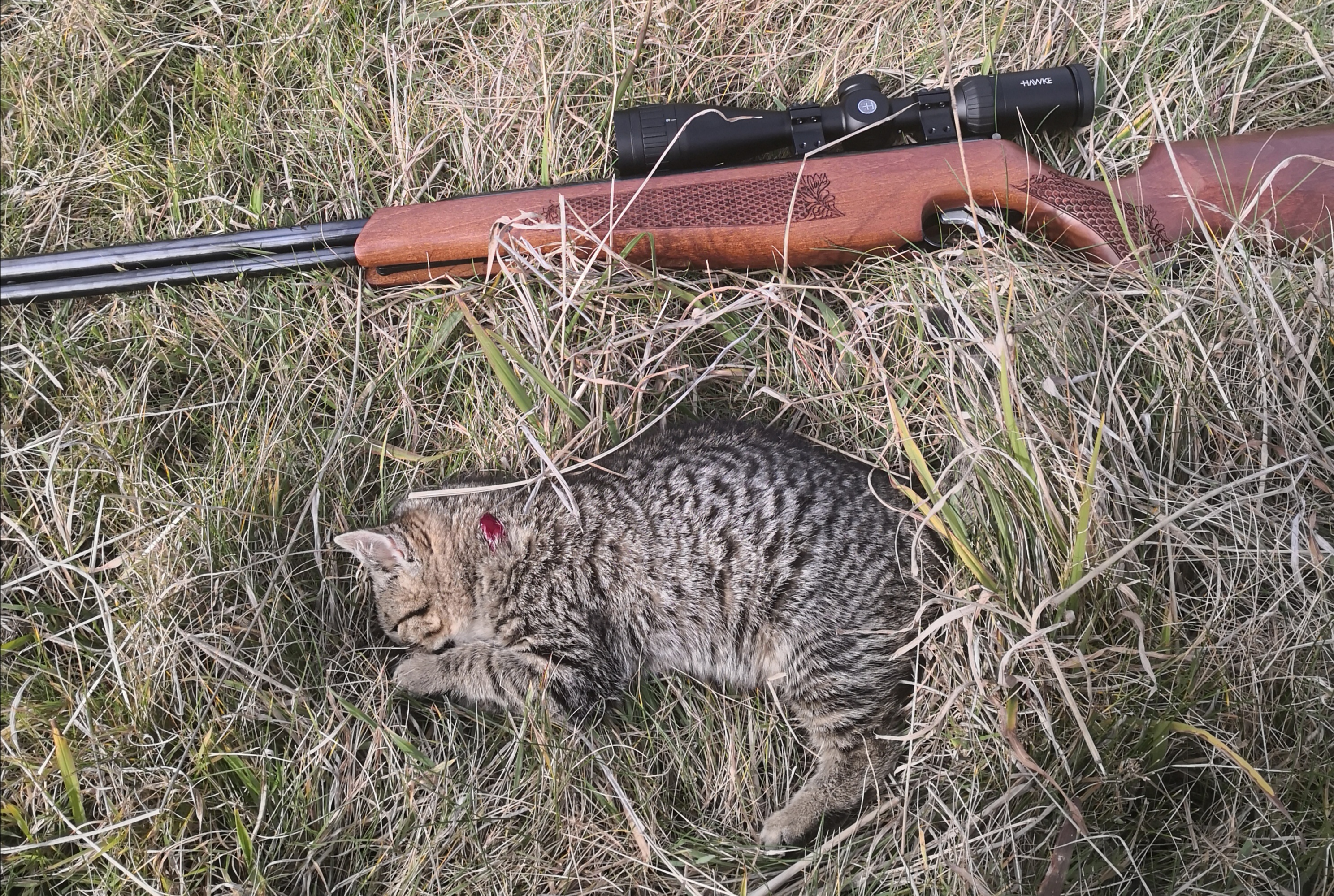 Name:  cat01.jpg
Views: 234
Size:  3.04 MB