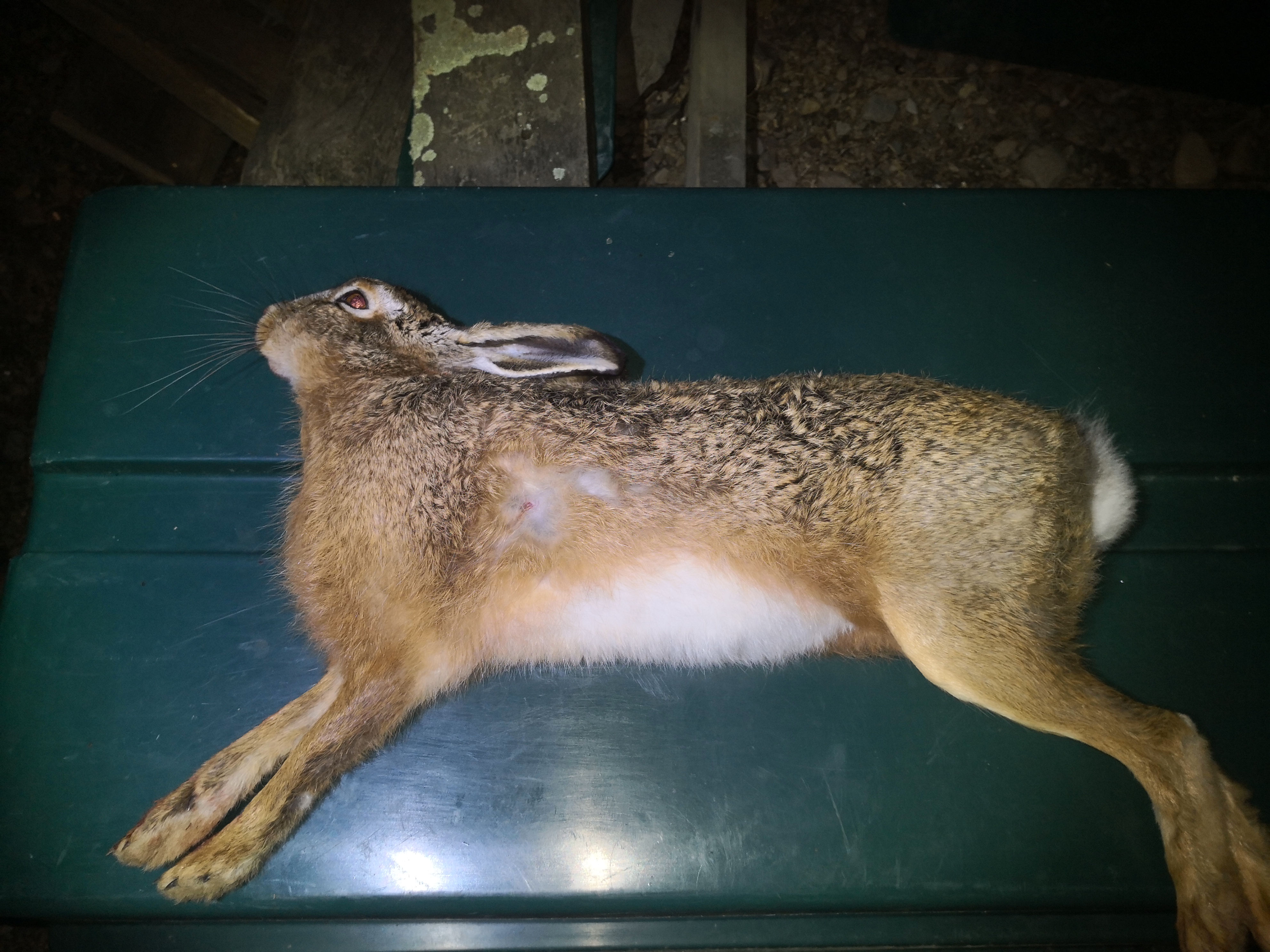 Name:  hare.jpg
Views: 230
Size:  3.32 MB