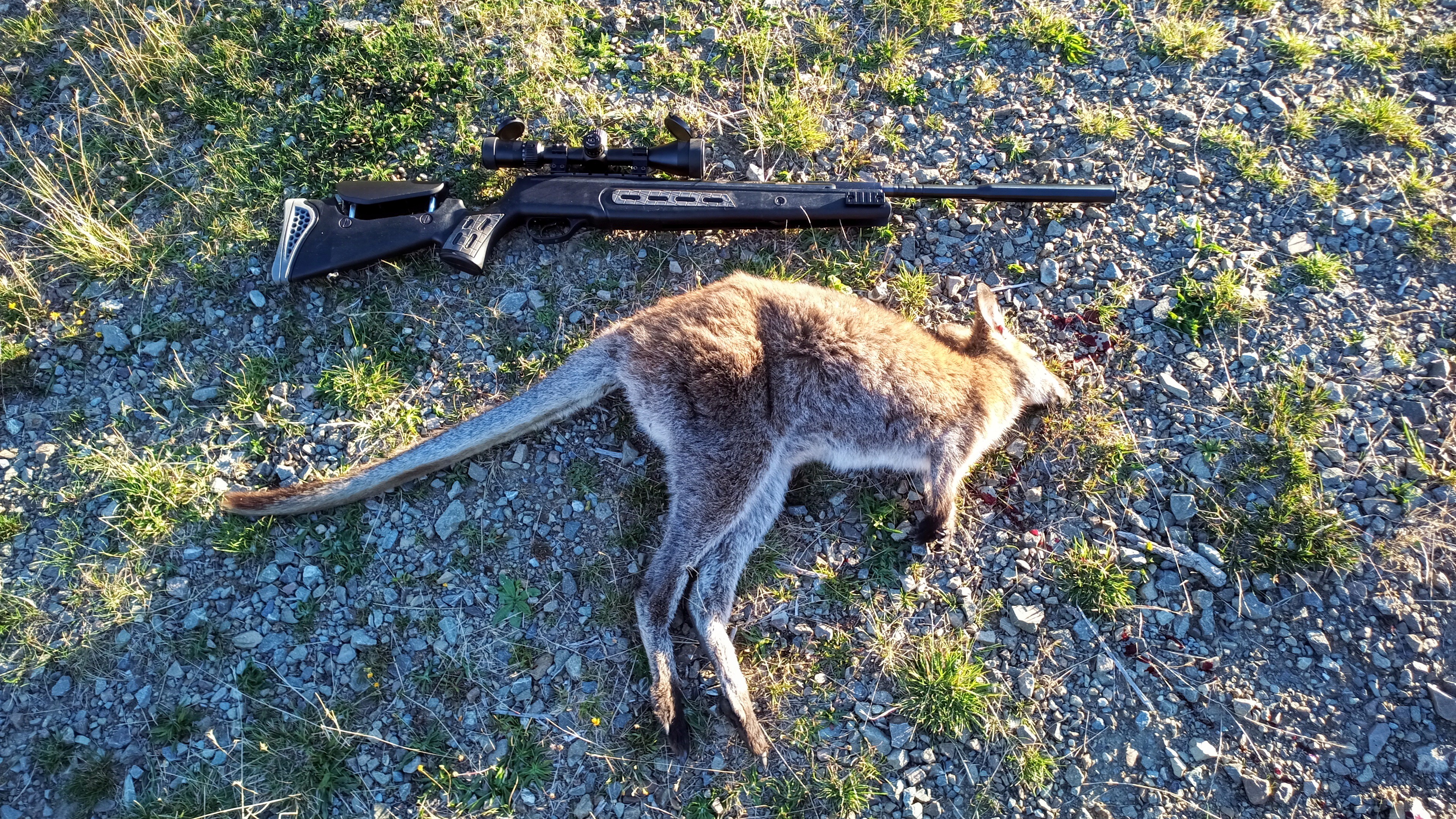 NZ Hunting and Shooting Forums