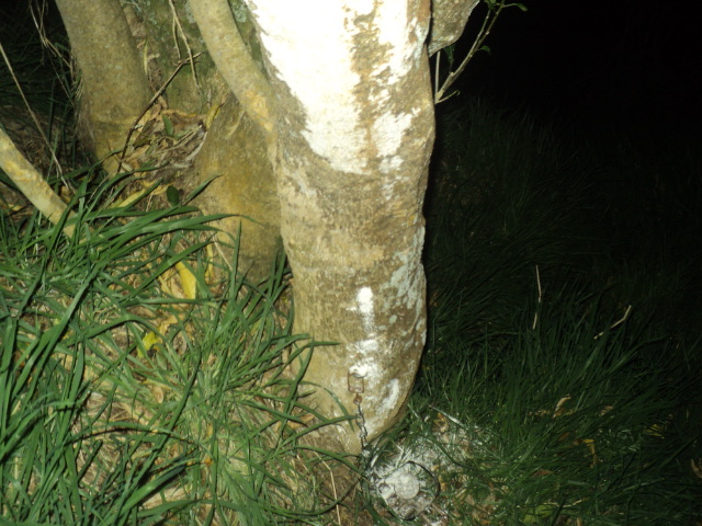 Name:  picture 01 5771.jpg
Views: 254
Size:  164.2 KB