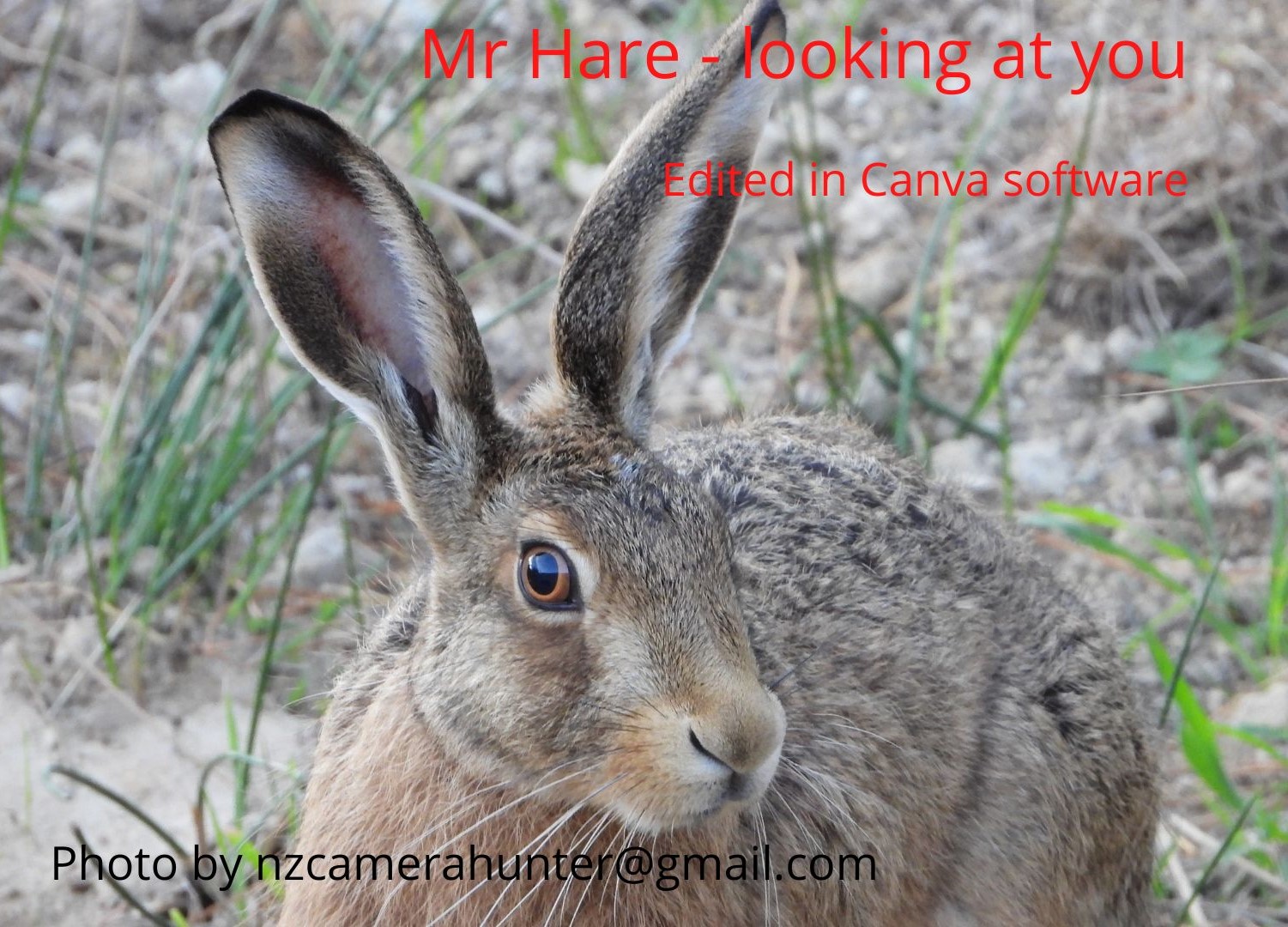 Name:  Mr Hare - looking at you2.jpg
Views: 262
Size:  411.7 KB