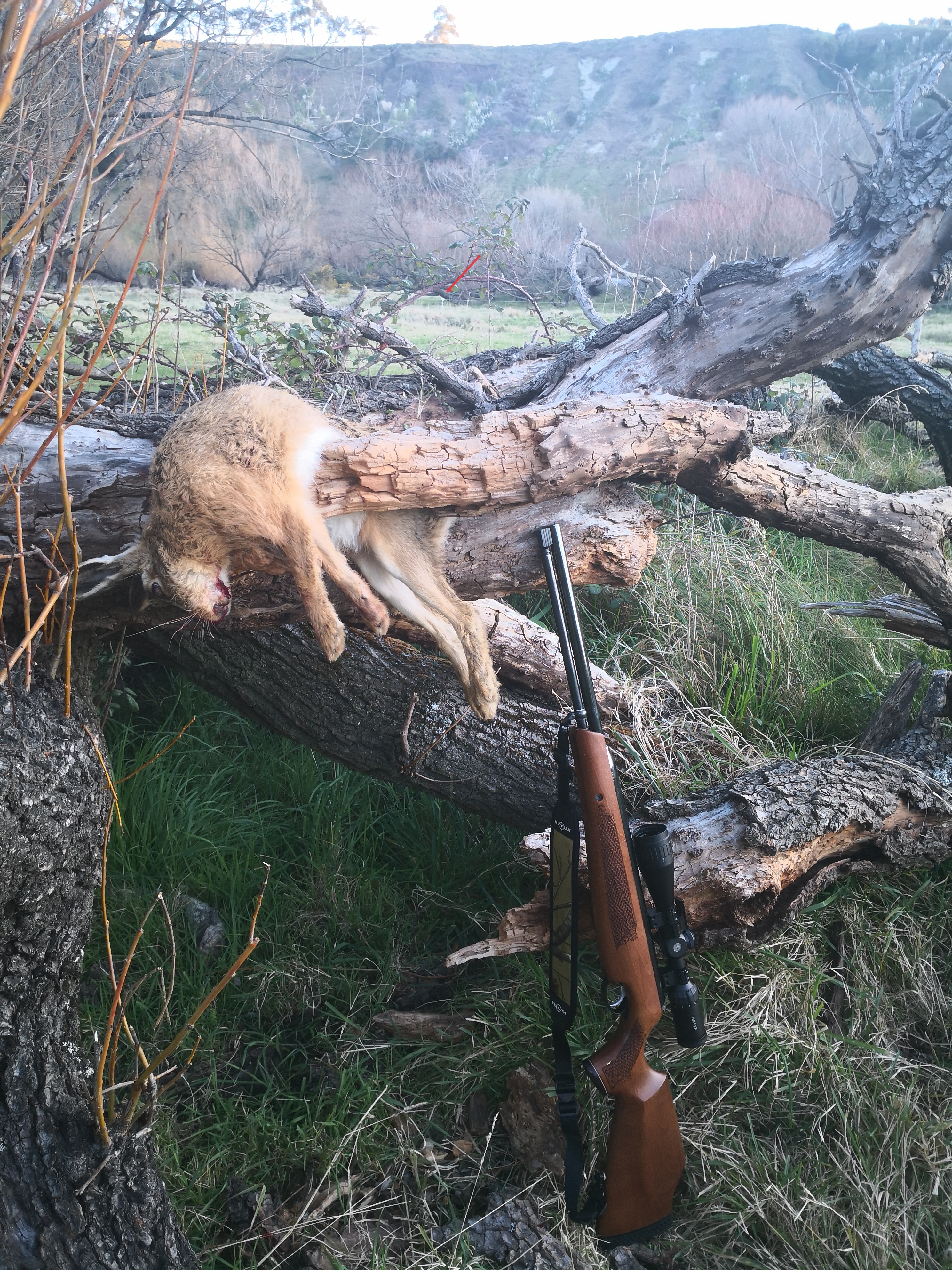Name:  hare 55meters.jpg
Views: 454
Size:  5.65 MB
