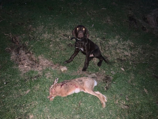 Name:  dog hare.jpg
Views: 371
Size:  120.8 KB