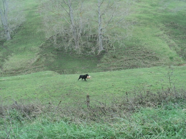 Name:  picture 01 5867.jpg
Views: 402
Size:  164.9 KB