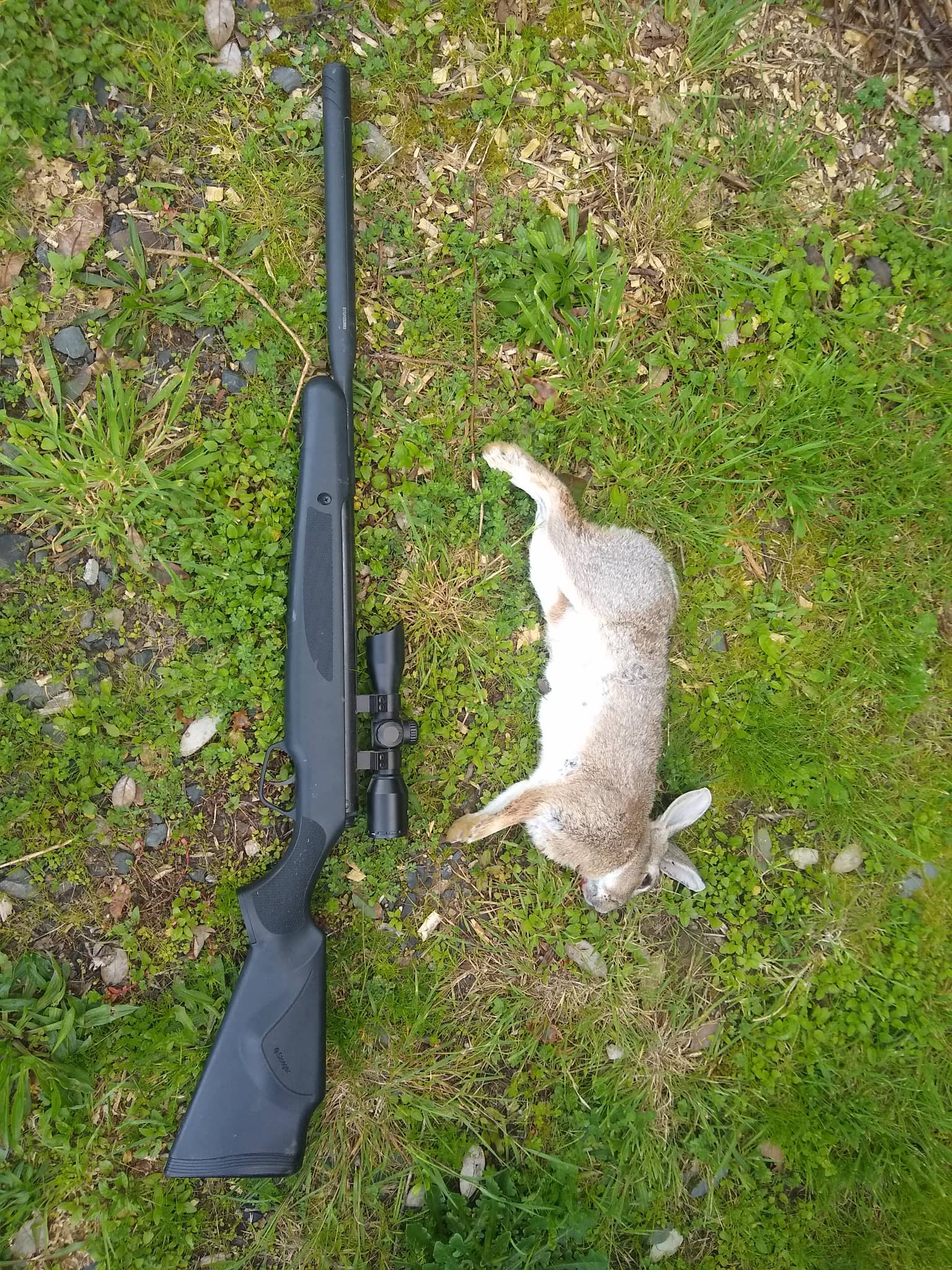 Name:  rabbit.jpg
Views: 206
Size:  662.2 KB