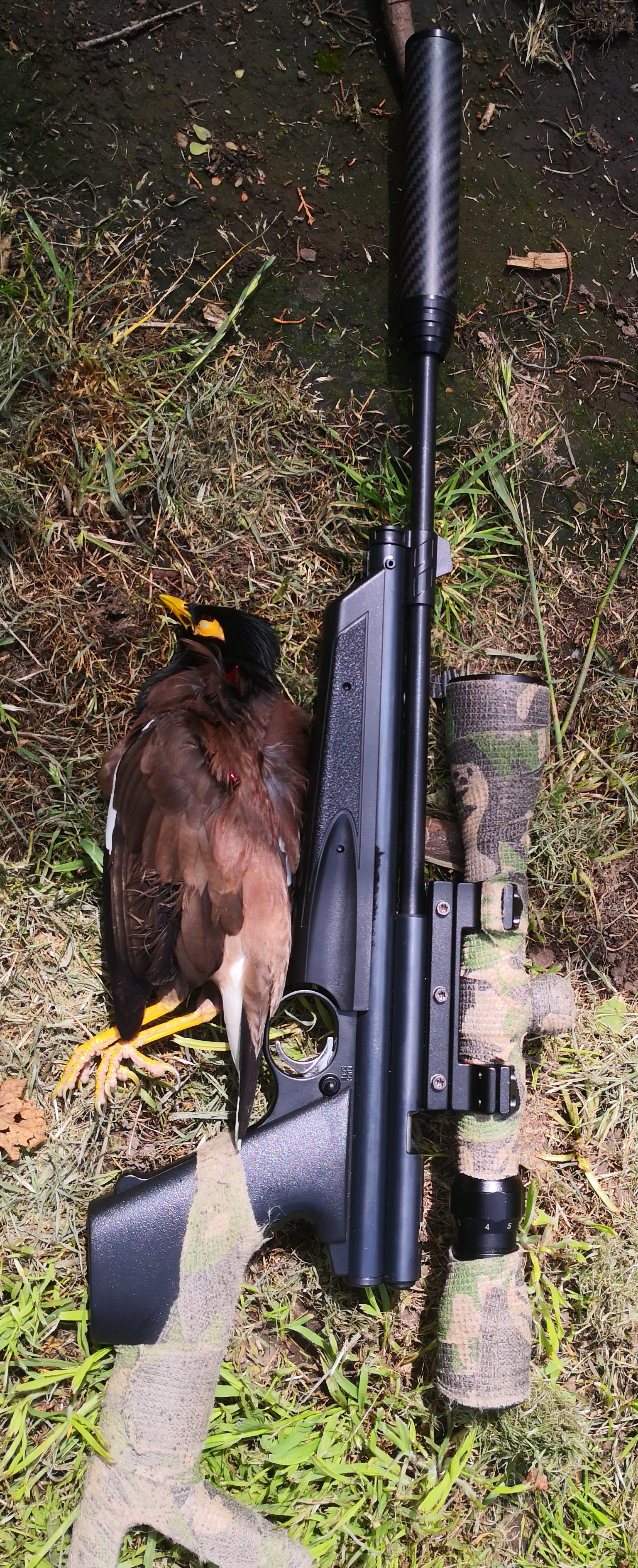 Name:  myna.jpg
Views: 439
Size:  3.15 MB
