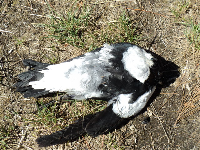 Name:  picture 3224.jpg
Views: 278
Size:  164.3 KB