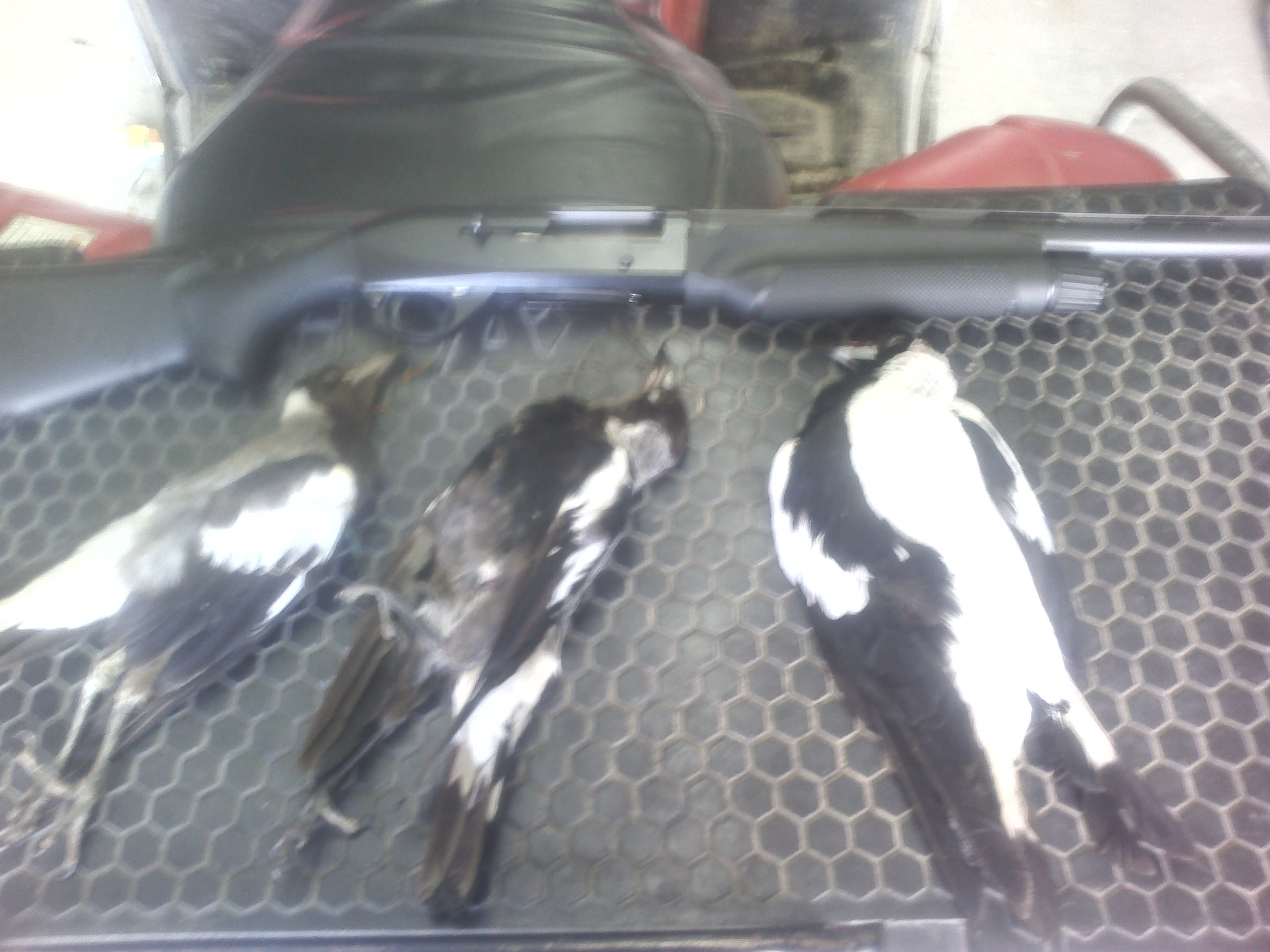 Name:  birds.jpg
Views: 255
Size:  438.9 KB