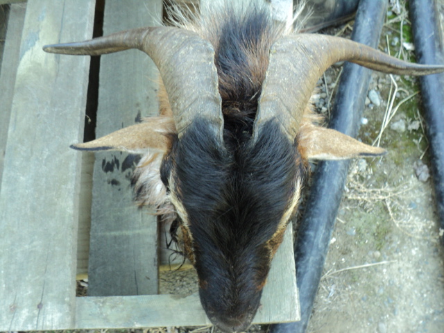 Name:  picture 3228.jpg
Views: 392
Size:  165.3 KB