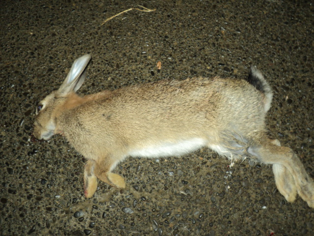 Name:  picture 3233.jpg
Views: 350
Size:  165.2 KB