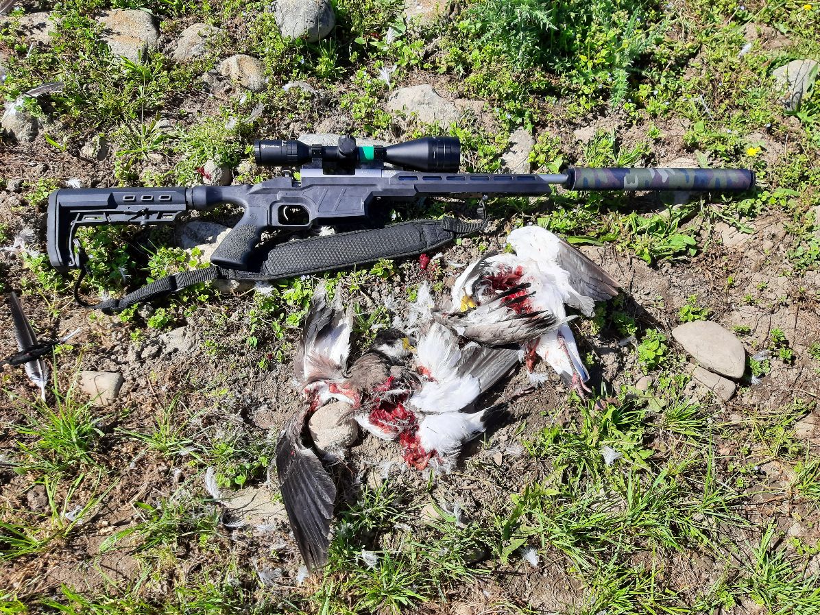Name:  .204 plovers.jpg
Views: 403
Size:  500.2 KB
