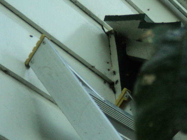Name:  picture 3265.jpg
Views: 529
Size:  164.3 KB
