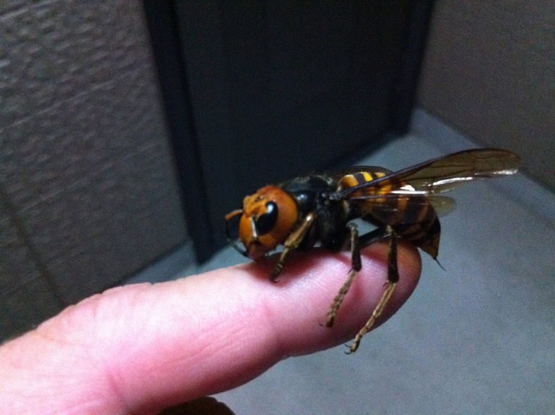 Name:  wasp.jpg
Views: 549
Size:  108.6 KB