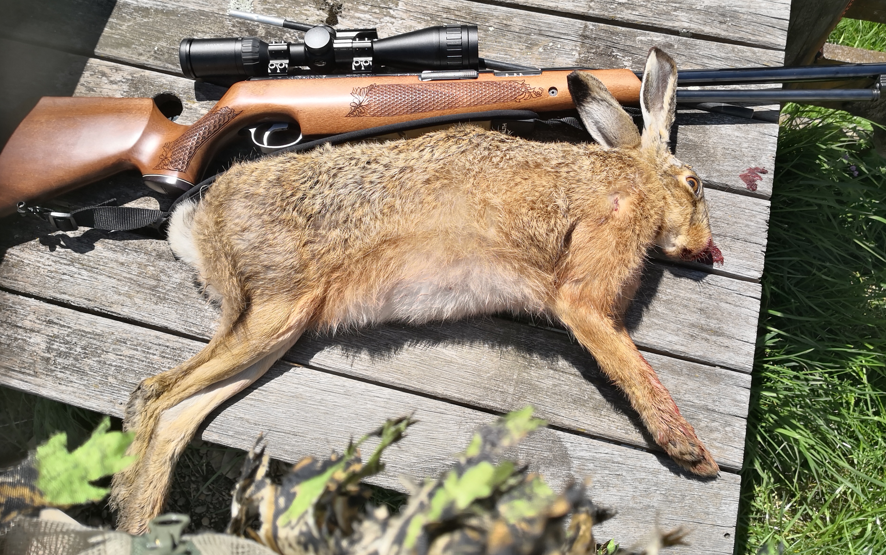 Name:  tx hare.jpg
Views: 424
Size:  3.68 MB