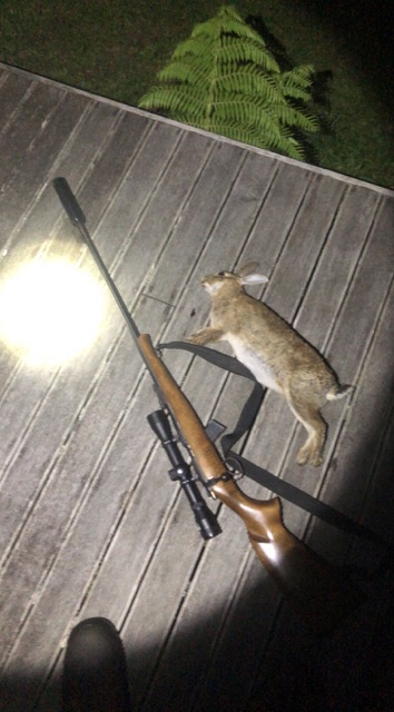 Name:  rabbitspotlight.jpeg
Views: 237
Size:  68.2 KB