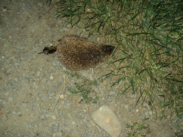 Name:  picture 3350.jpg
Views: 221
Size:  165.2 KB
