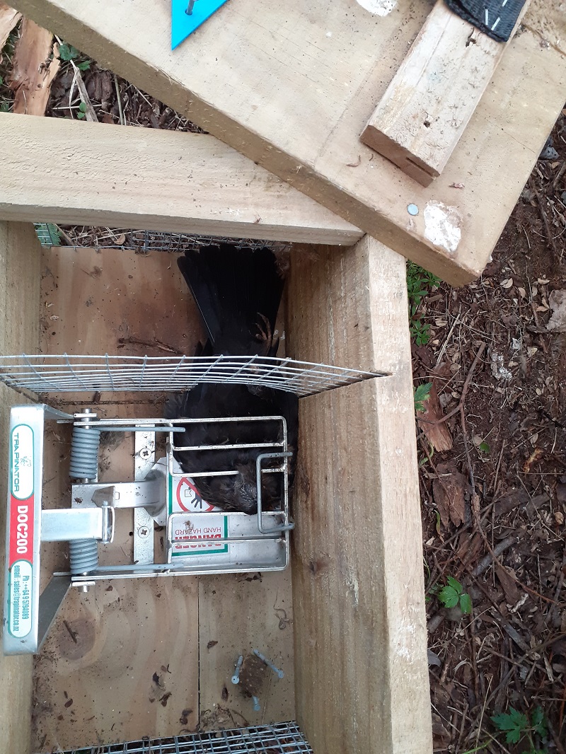 Name:  20.3 Blackbird trap1.jpg
Views: 183
Size:  417.1 KB