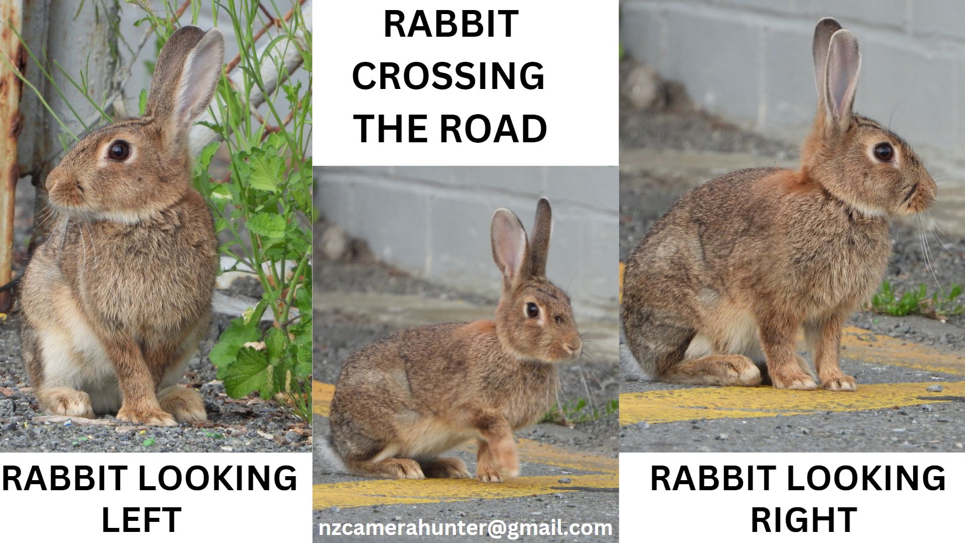 Name:  Rabbit crossing the road.jpg
Views: 152
Size:  324.1 KB
