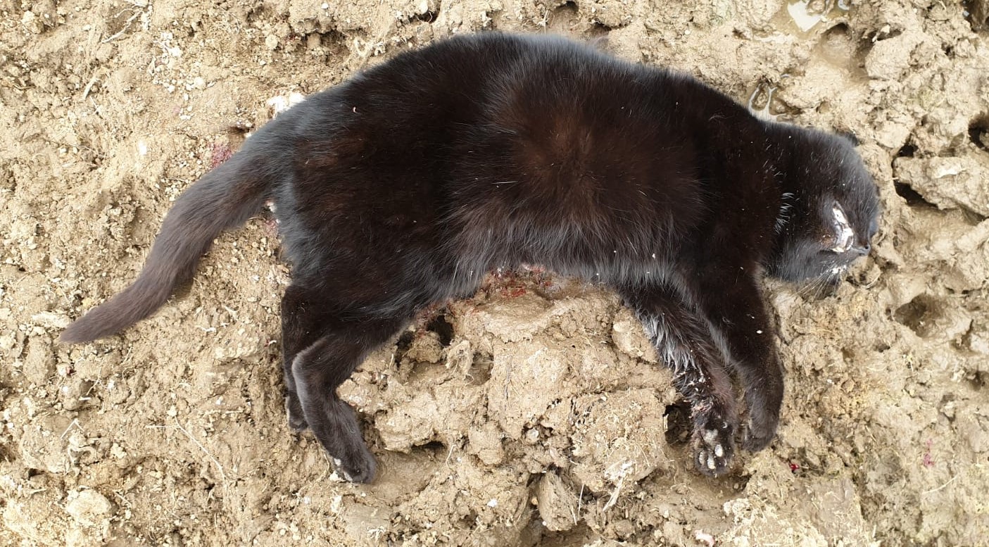 Name:  Black cat 20230622.jpg
Views: 294
Size:  449.3 KB