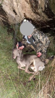 Name:  Fallow deer king country .jpeg
Views: 438
Size:  31.4 KB