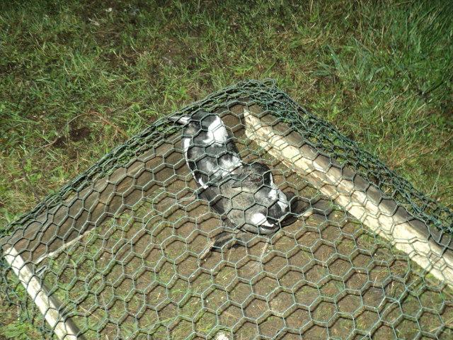 Name:  picture 3430.jpg
Views: 382
Size:  164.7 KB