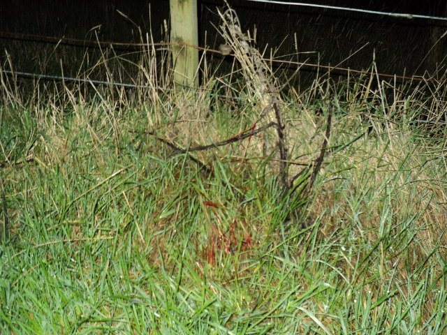 Name:  picture 3481.jpg
Views: 339
Size:  163.1 KB