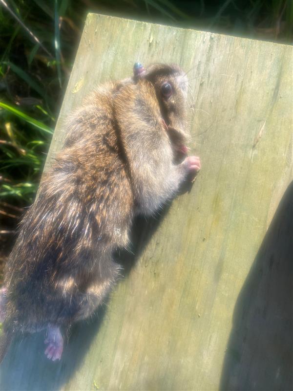 Name:  DOC250Rat.jpg
Views: 270
Size:  62.6 KB