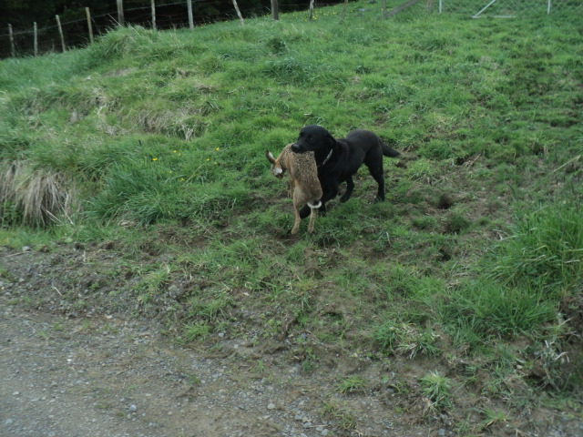 Name:  DSC07273.JPG
Views: 440
Size:  165.0 KB